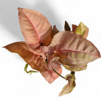 Syngonium Pink - plant store® 