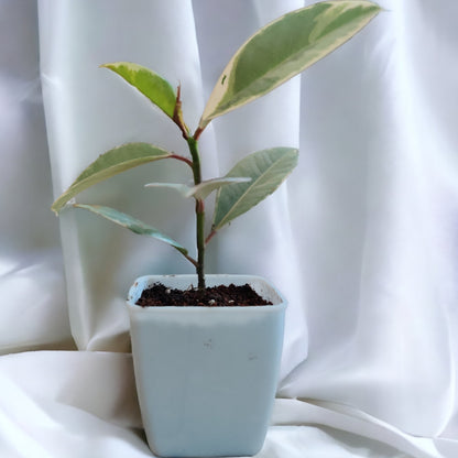 Rubber Plant Tineke, Ficus Elastica