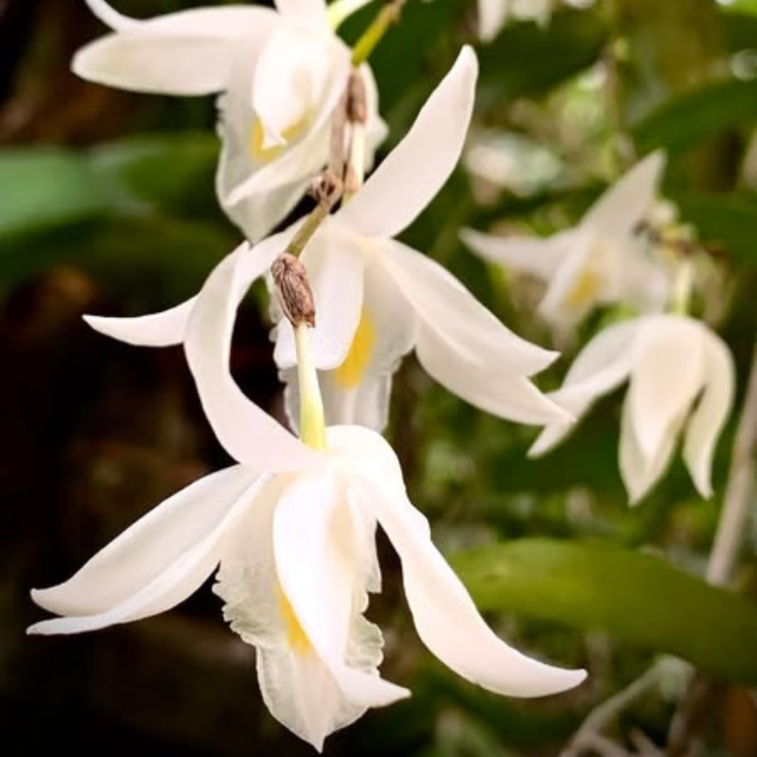 Dendrobium Pigeon (Blooming Size) Hybrid - plant store® 