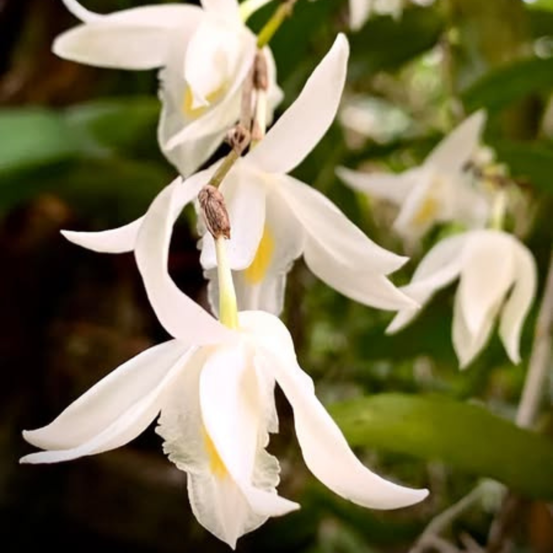 Dendrobium Pigeon (Blooming Size) Hybrid