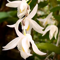 Dendrobium Pigeon (Blooming Size) Hybrid - plant store® 