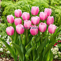 Dutch Tulip Pink Sound Flowering Bulbs (Netherland Imported)
