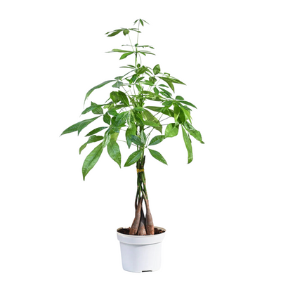 Braided Pachira Money Tree