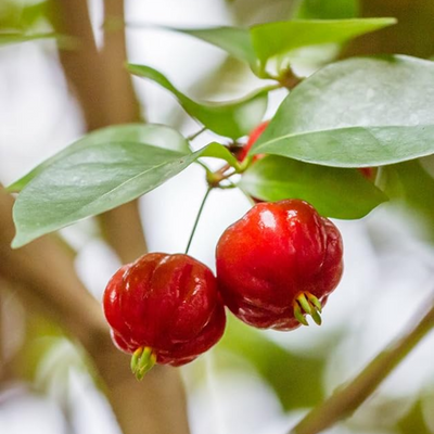 Red Surinam Cherry Grafted Tree