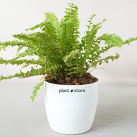 Boston Compacta Fern