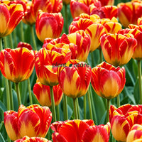 Dutch Tulip Banja Luka Flowering Bulbs (Netherland Imported)