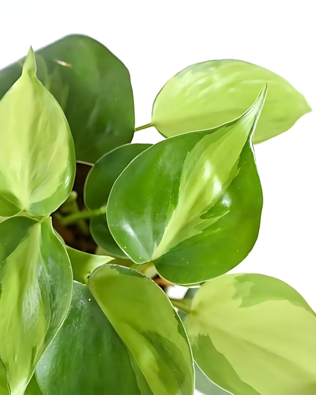 Philodendron Oxycardium Variegated