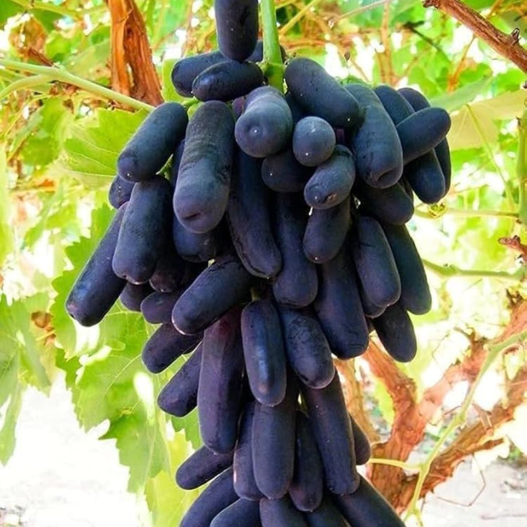 Sarita Black Grapes Plant