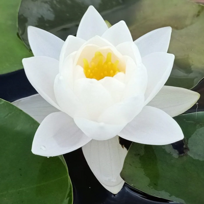 Siam Jasmine Hardy Waterlily