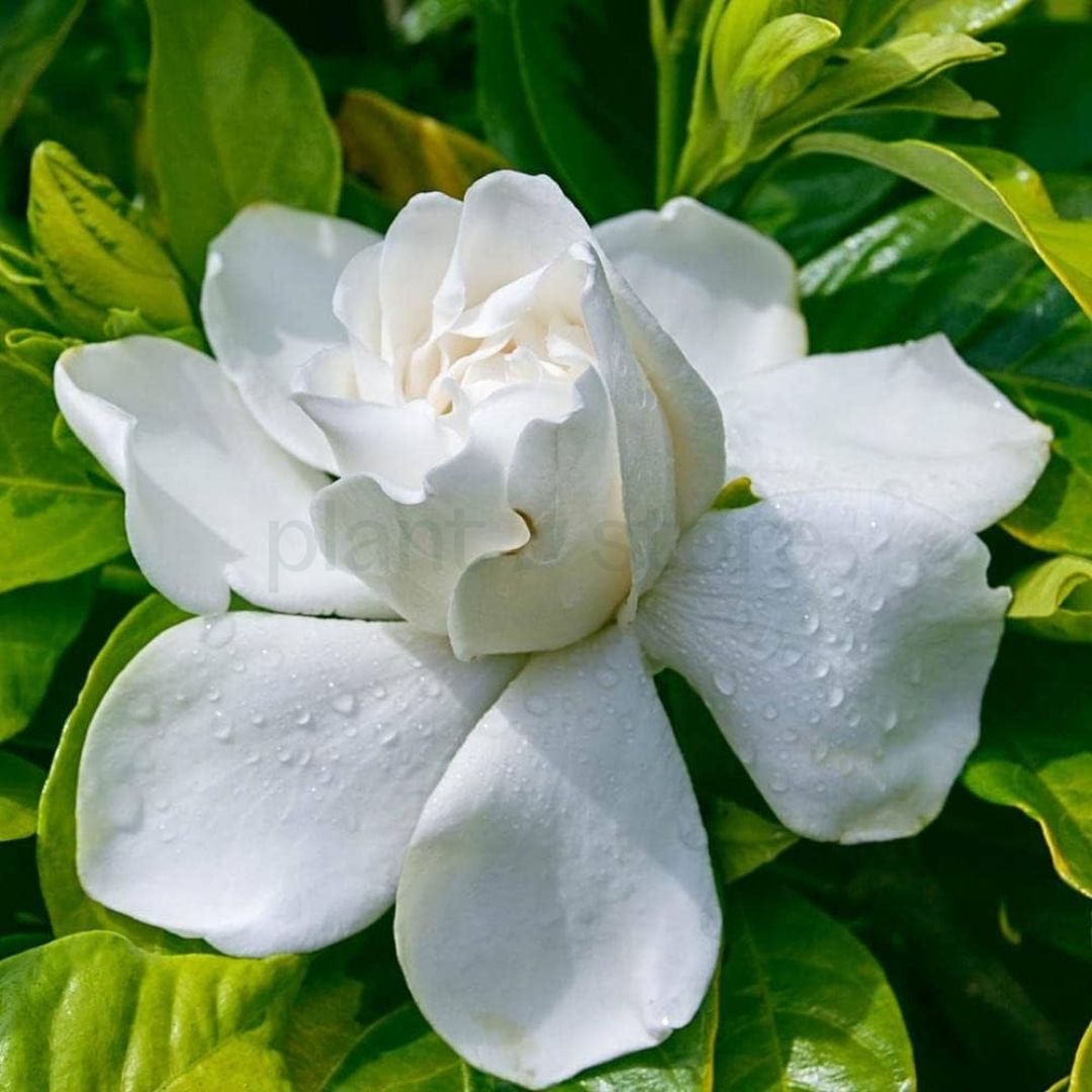 Gandhraj (Cape Jasmine) Flowering Plant