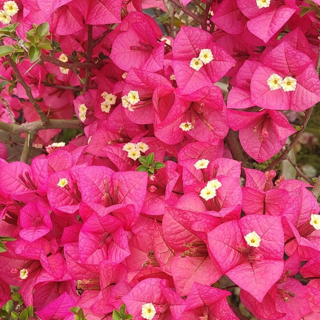 Kimpui Grafted Bougainvillea Plant