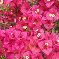 Kimpui Grafted Bougainvillea Plant