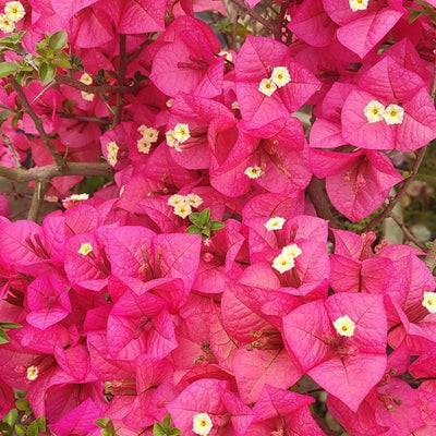 Kimpui Grafted Bougainvillea Plant