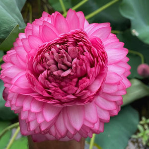 Pink Dream Lotus Tuber (Thousand Petal)