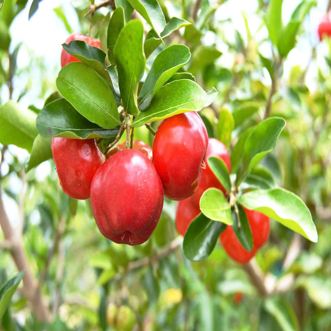 Barbados cherry Grafted Tree