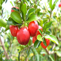Barbados cherry Grafted Tree