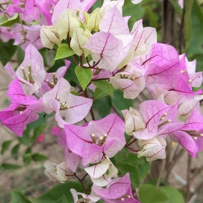 Ice Cream Bougainvillea