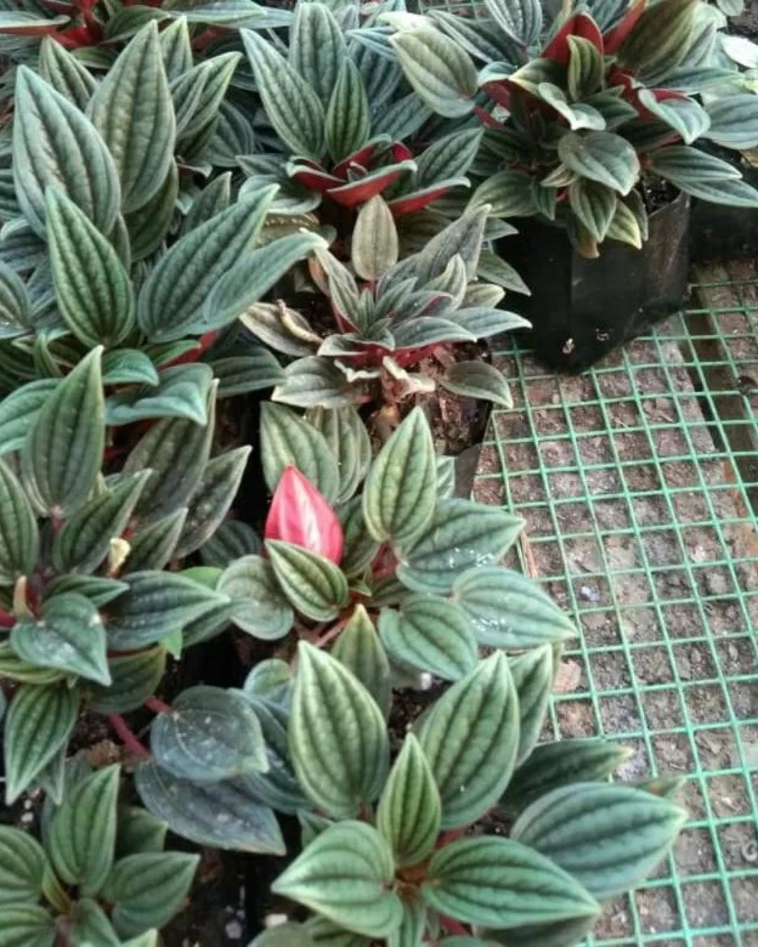 Peperomia Rosso (Bare Rooted Plant for the Safety Reasons)