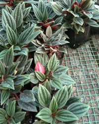 Peperomia Rosso (Bare Rooted Plant for the Safety Reasons) - plant store® 