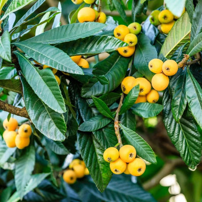 Loquat Grafted Tree