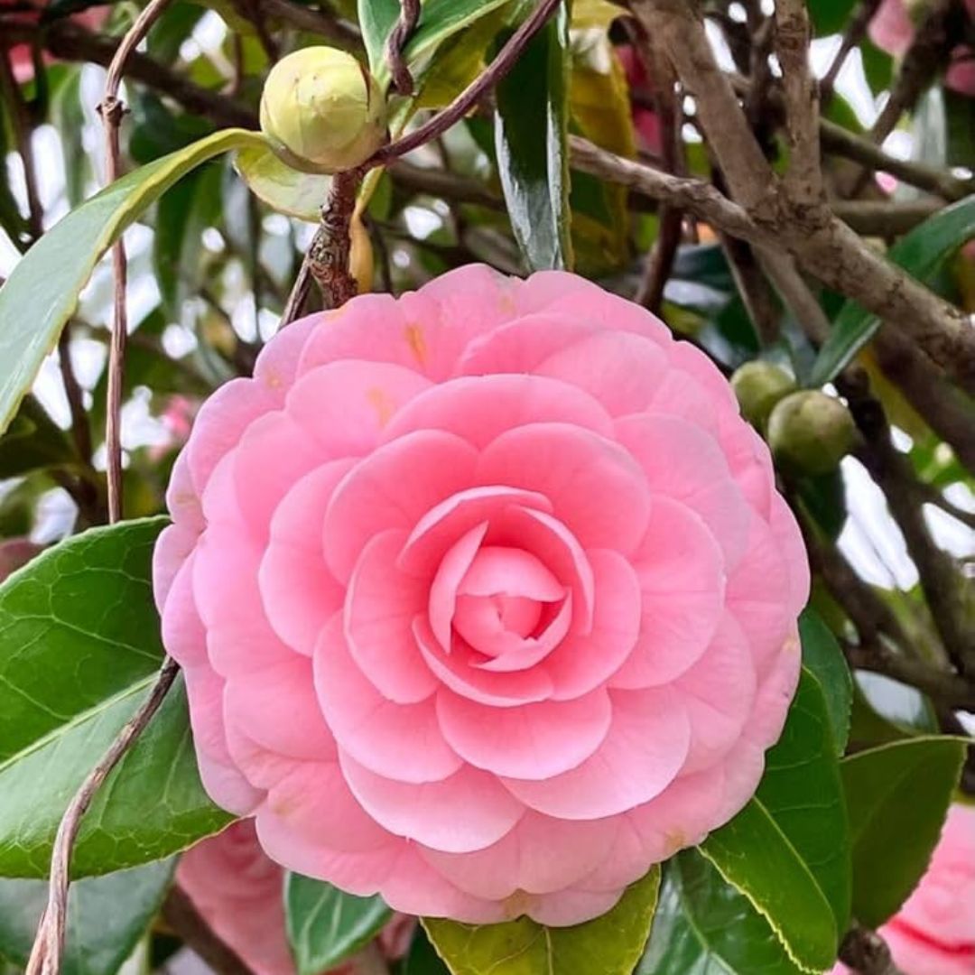 Camelia Plant