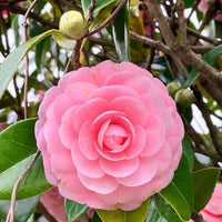 Camelia Plant