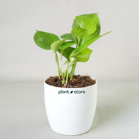 Grih Sukh Shanti Plants Bundle