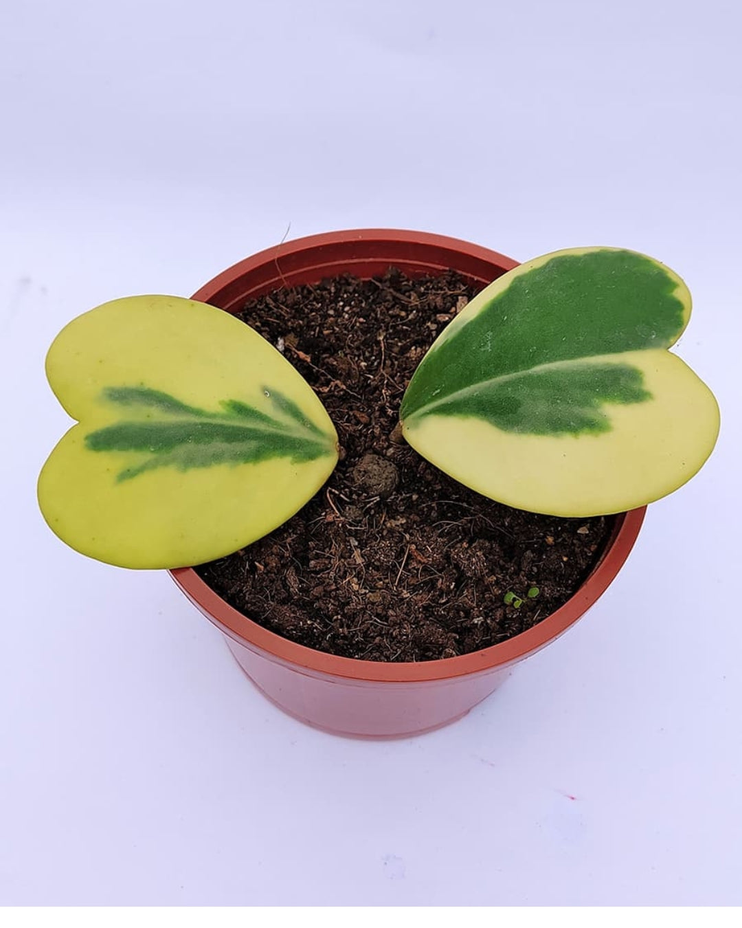 Hoya Kerrii 'Variegated' Plant