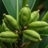 Elaichi Plant
