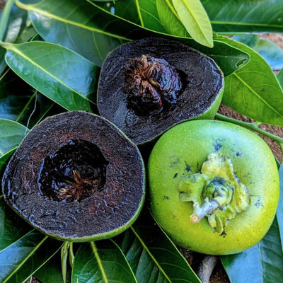 Black Sapota Grafted Plant