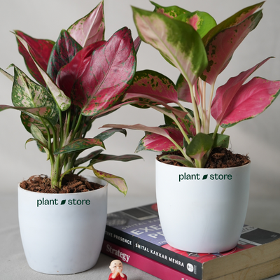 Pink Elegance Plant Duo - Aglaonema Lady Valentine (Small) & Aglaonema Thai Pink Beauty