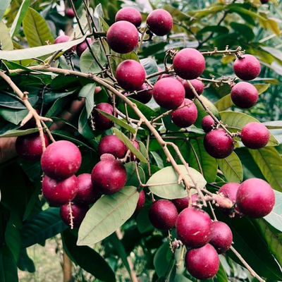Red Ruby Longan Grafted Tree