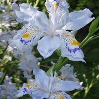 Iris Butterfly Flower Bulbs