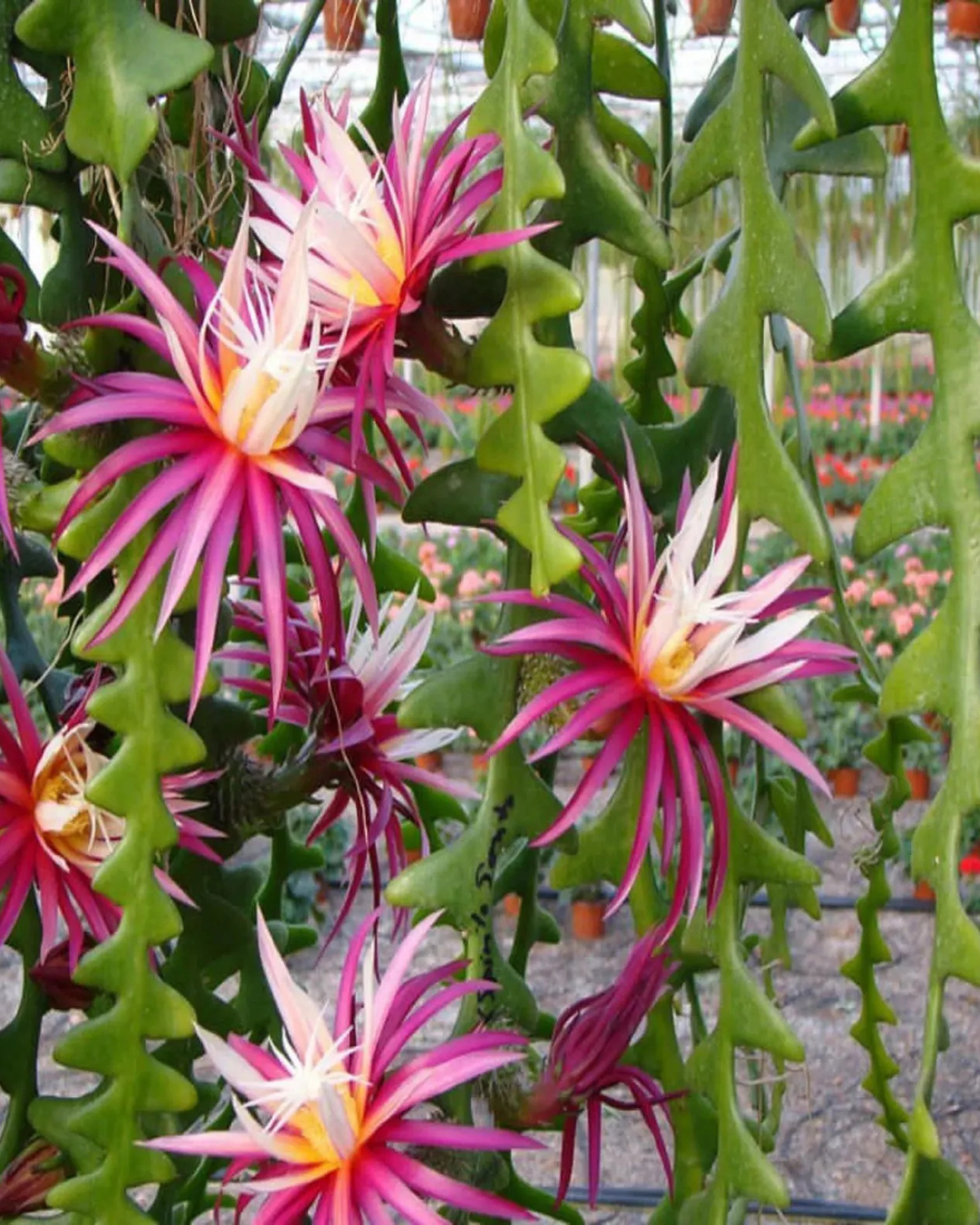 Fishbone Cactus (Plant it Yourself) Bare Rooted - plant store® 