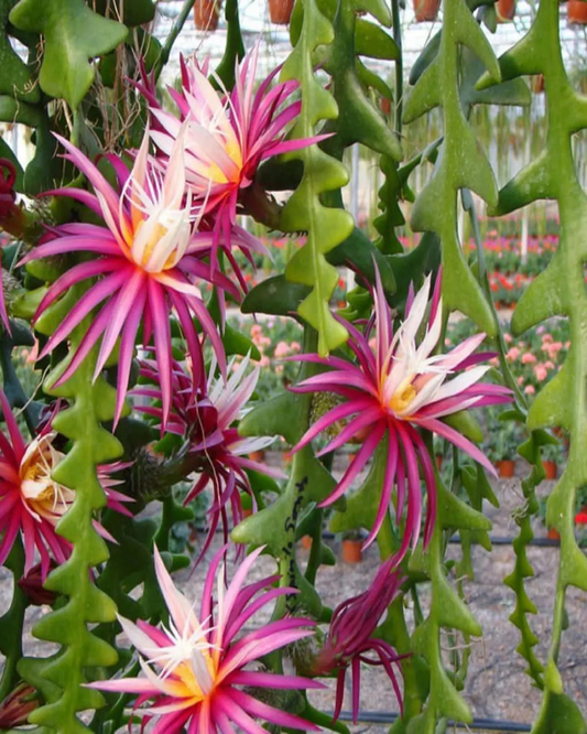 Fishbone Cactus (Plant it Yourself) Bare Rooted