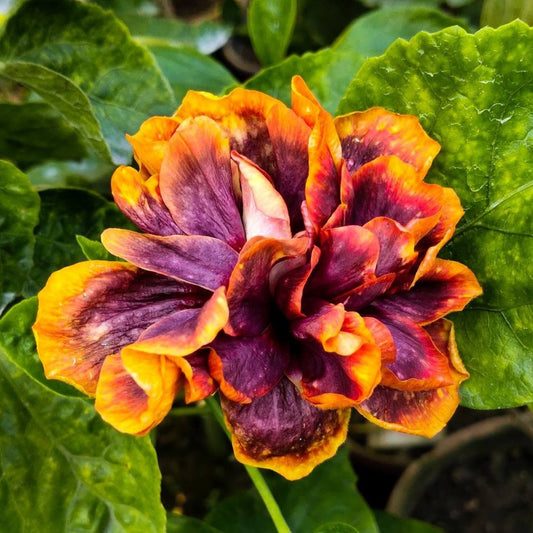 Wind Rose Ghost Axe Hibiscus Flower Plant
