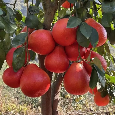 Red Jambura Pomelo Grafted Tree