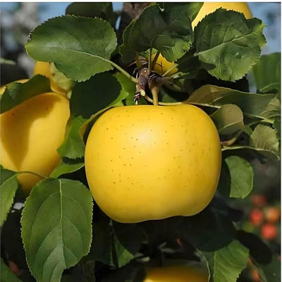 Dorsett Golden Apple Grafted Tree