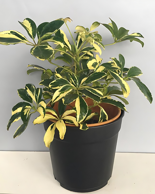 Schefflera Arboricola Trinette, Umbrella Plant – Variegated with Pot