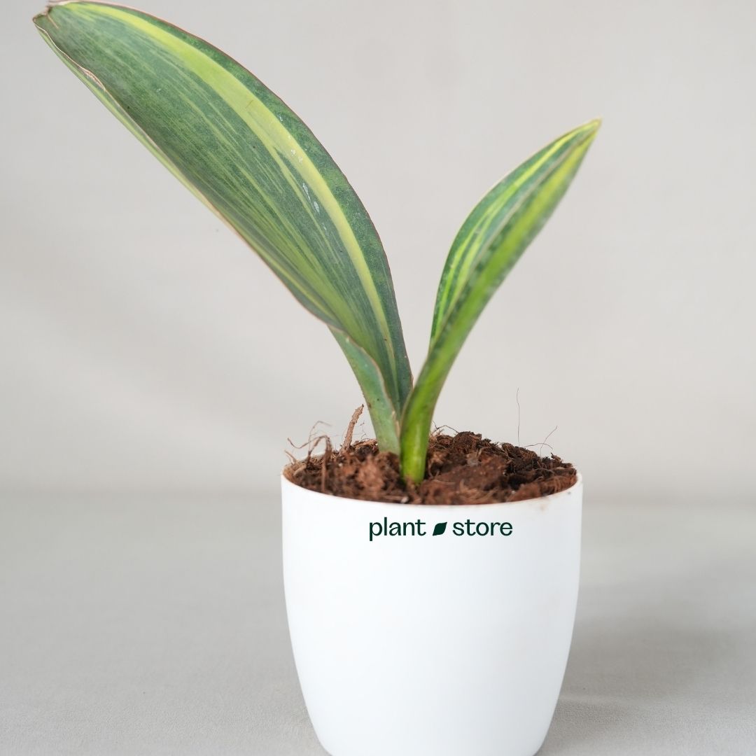 Sansevieria Whale Fin Variegated (Bare Rooted)
