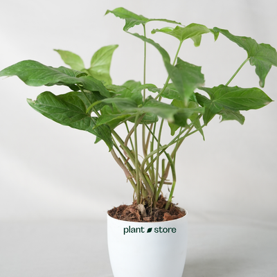 Syngonium Green