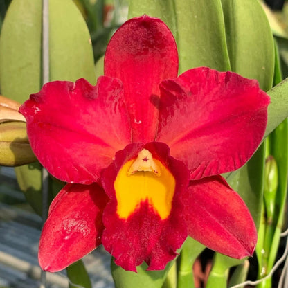 Cattleya 'Why Not Orange' Blooming Size