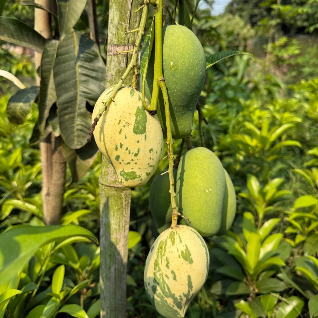 Variegated Grafted Mango Tree | Ornamental Variegated Mango Plant ...