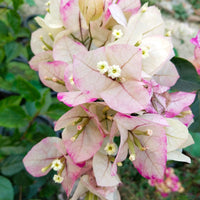 Chitra Splash Grafted Bougainvillea Plant