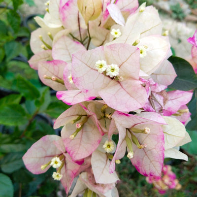 Chitra Splash Grafted Bougainvillea Plant