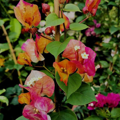 Chithra Bougainvillea (7 Inches Pot Size)