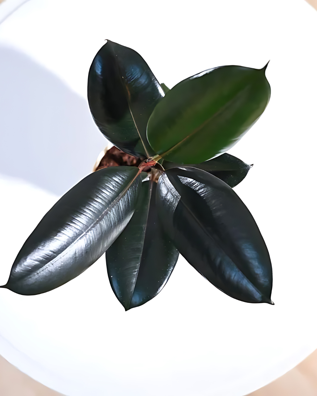 Rubber Plant Black Prince - Ficus Elastica - plant store® 