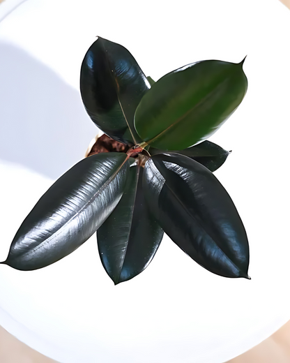 Rubber Plant Black Prince - Ficus Elastica