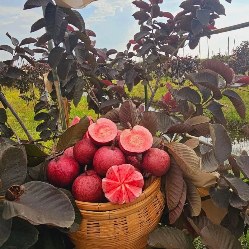 Red Guava Grafted Tree