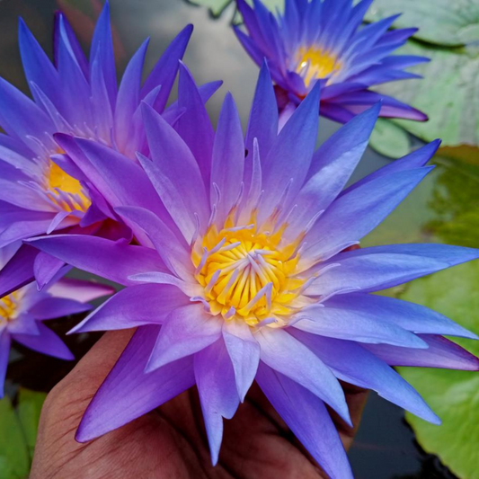Blue Whistle Tropical Waterlily